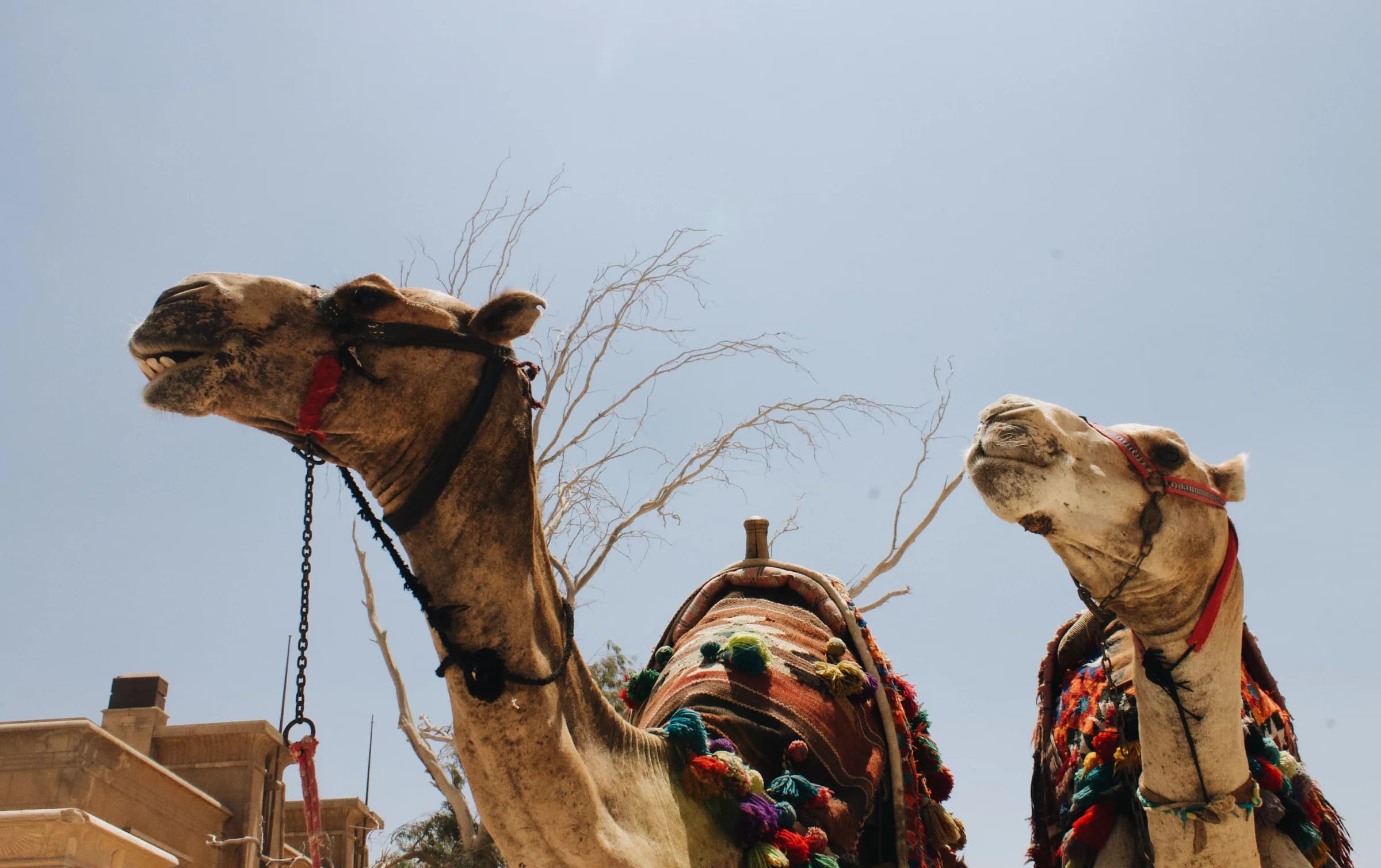 Two camels in bridles and colourful tasselled saddle blankets against a blue sky, with bare branches behind them